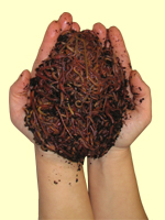 Red Wiggler Worms - One pound